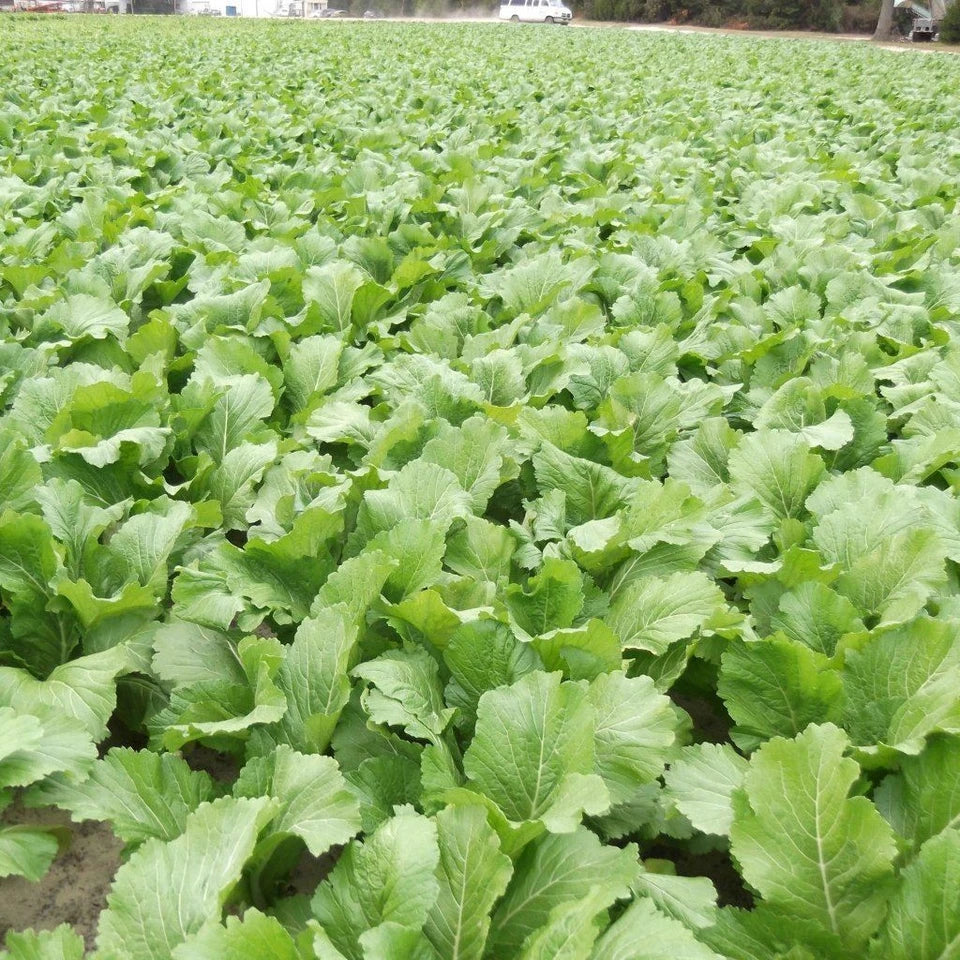 Mustard Broad Leaf 150 seeds