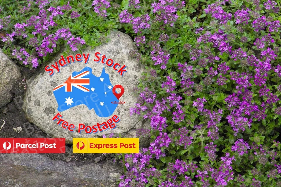 THYME CREEPING 200 SEEDS