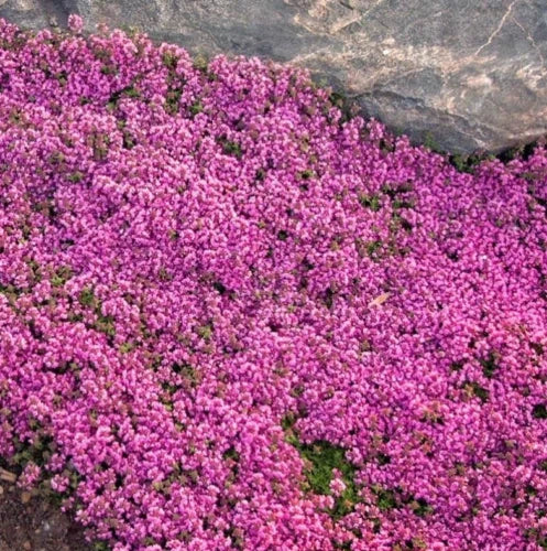 300 Pink Creeping Thyme Seed