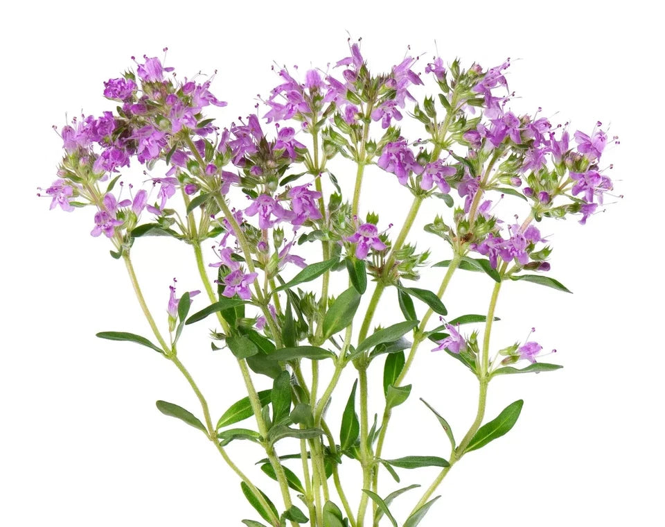 THYME CREEPING 200 SEEDS