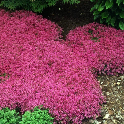 300 Pink Creeping Thyme Seed