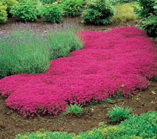 300 Pink Creeping Thyme Seed
