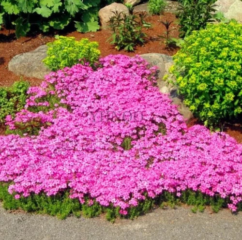 300 Pink Creeping Thyme Seed