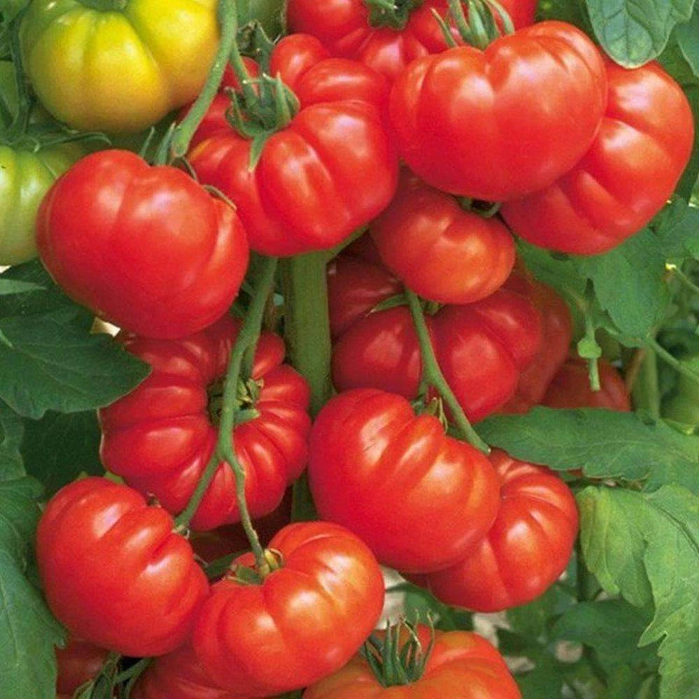 TOMATO BEEFSTEAK 25+ seeds