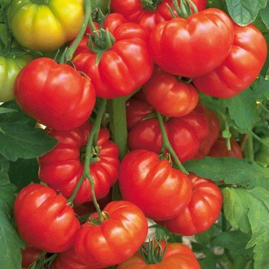TOMATO BEEFSTEAK 25+ seeds