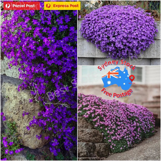 THYME CREEPING 200 SEEDS