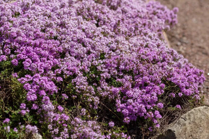 THYME CREEPING 200 SEEDS
