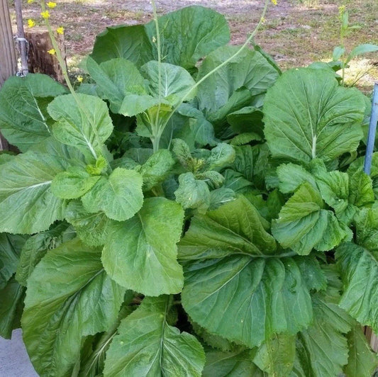 Mustard Broad Leaf 150 seeds
